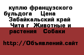 куплю французского бульдога  › Цена ­ 3 000 - Забайкальский край, Чита г. Животные и растения » Собаки   